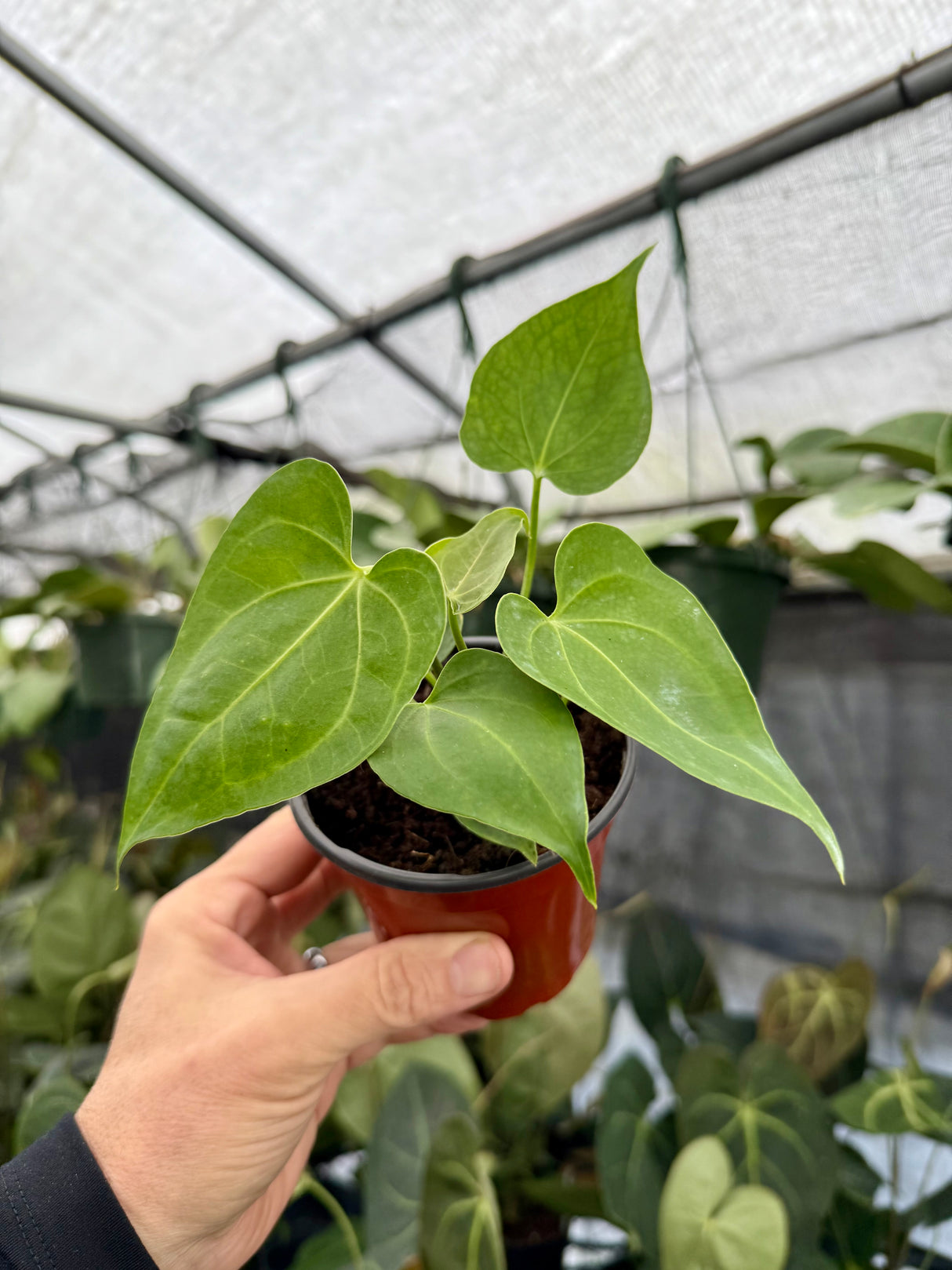 4" Anthurium clarinervium