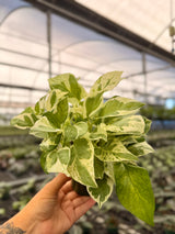4" Pothos ‘Pearls and Jade’ - Canopy Plant Co.