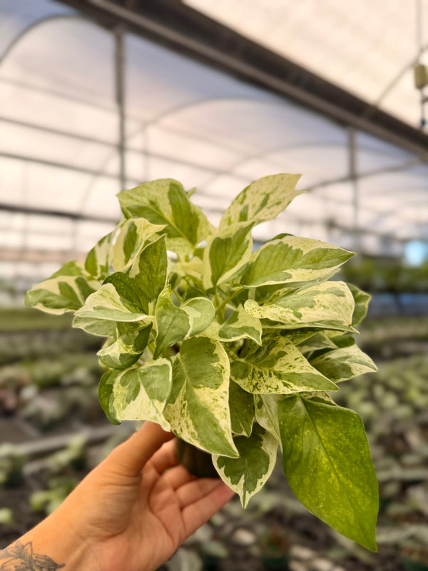 4" Pothos ‘Pearls and Jade’