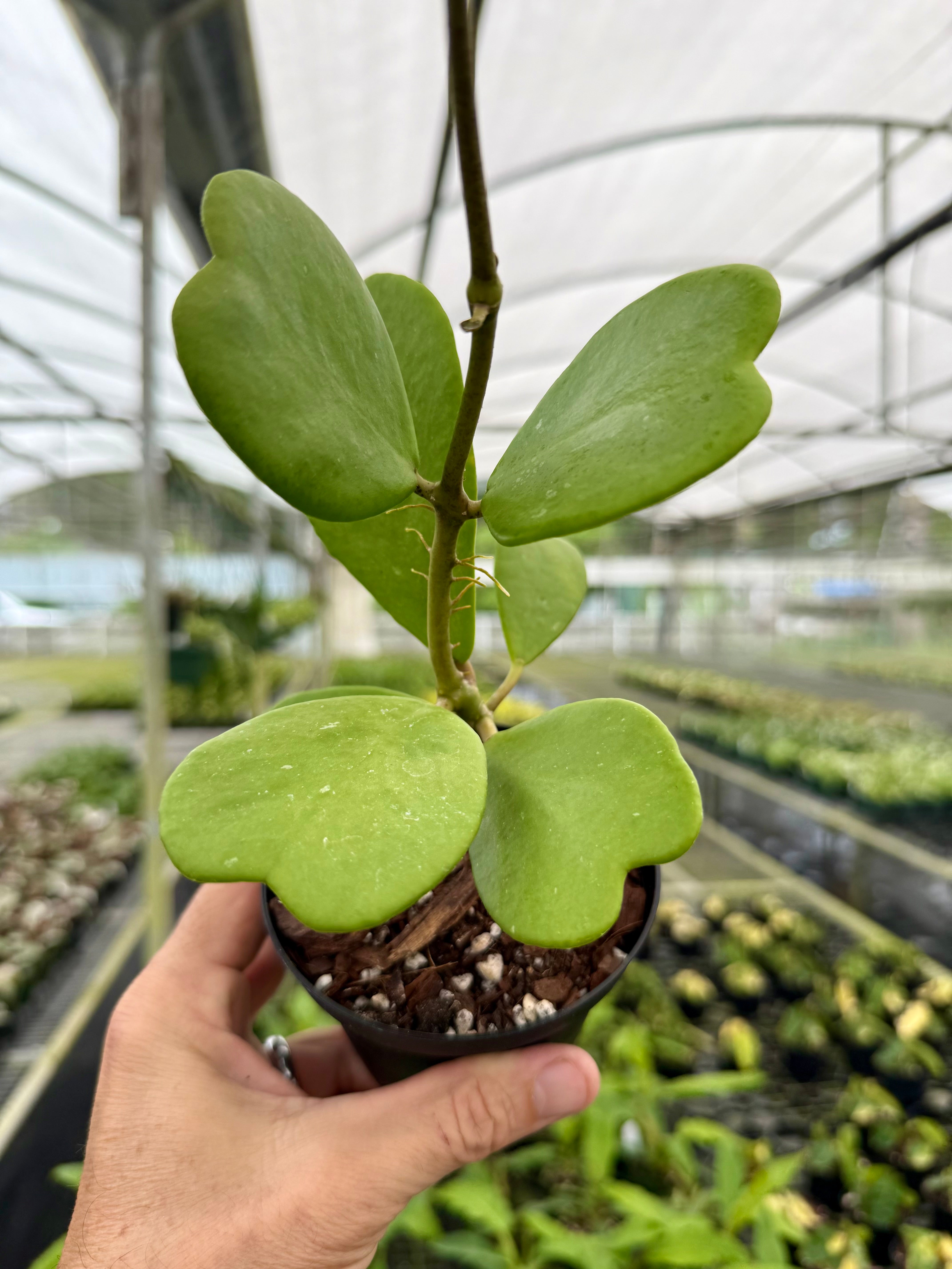 Canopy Plant Co. Hoya kerrii - Thumbnail 2