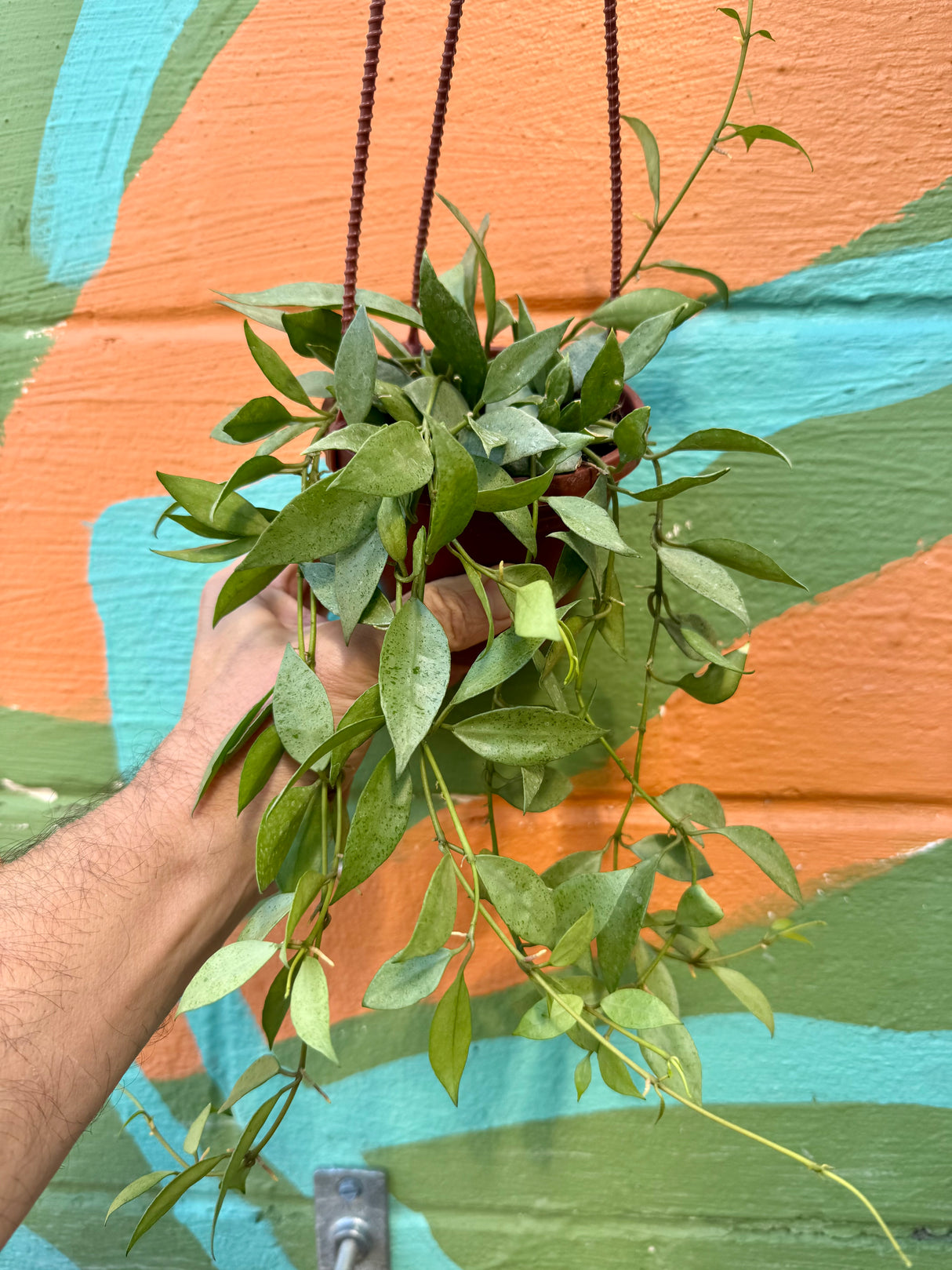 4" Hoya lacunosa 'Mint' hanging basket