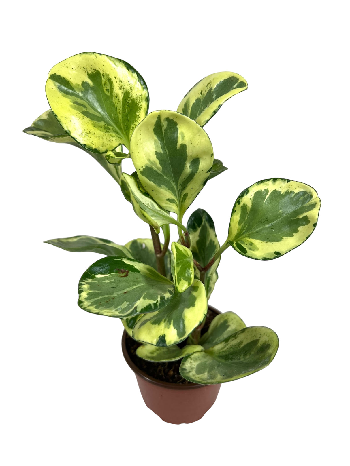 4" Peperomia Golden Gate