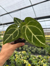 4” Anthurium magnificum x ‘Silver Blush’ - Canopy Plant Co.