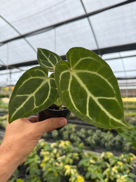 4” Anthurium magnificum x ‘Silver Blush’ - Canopy Plant Co.