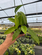 4” Hoya celata 'White Dragon' - Canopy Plant Co.