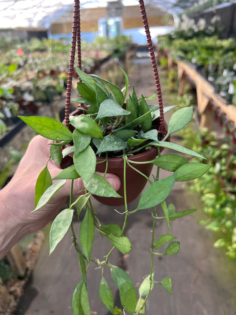 4" Hoya lacunosa mint hanging basket