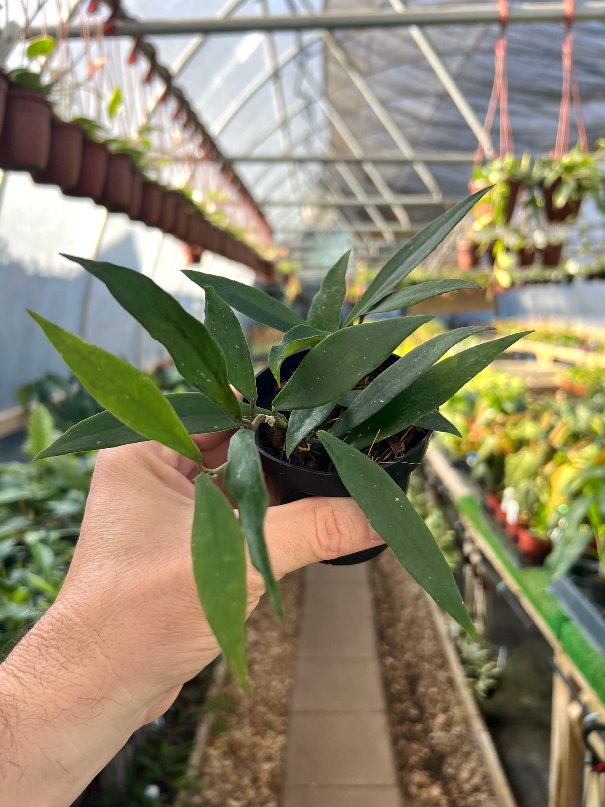 3" Hoya mirabilis