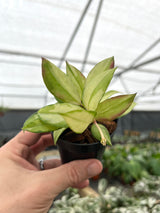 3" Hoya walliniana variegated