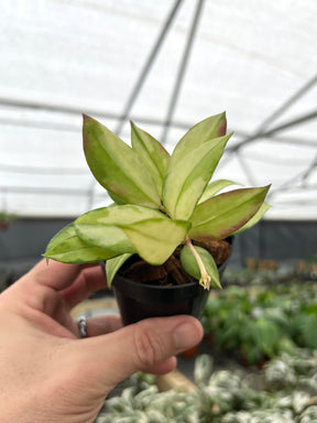 3" Hoya walliniana variegated - Canopy Plant Co.