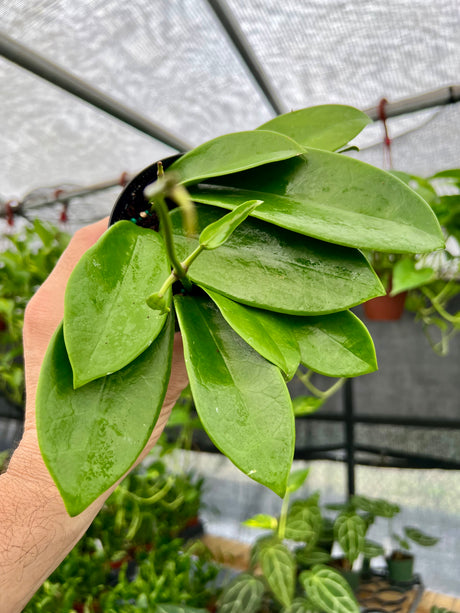 4" Hoya meliflua
