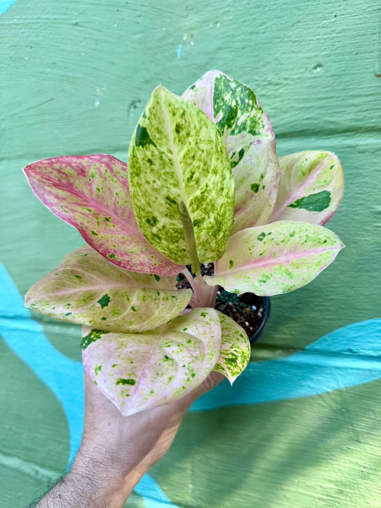 4” Aglaonema 'Pink Emerald'