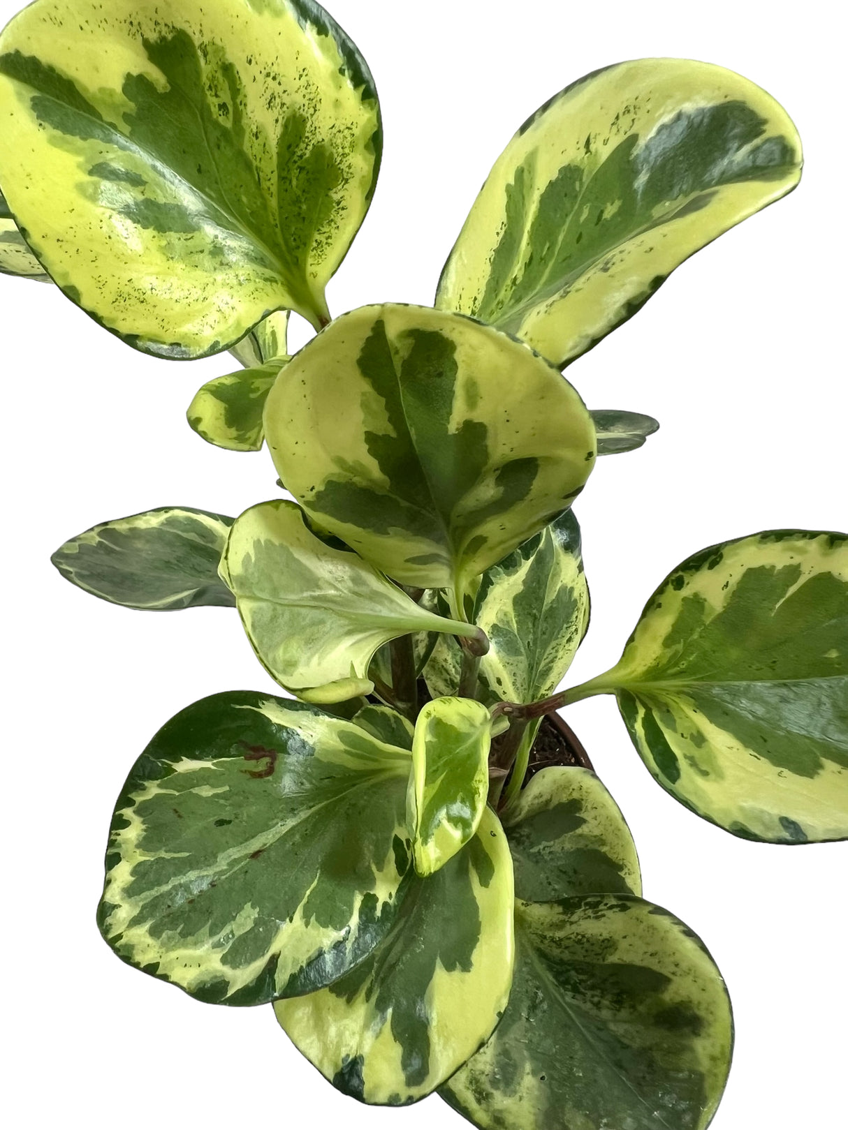 4" Peperomia Golden Gate