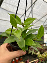 4” Hoya Sunrise hanging basket