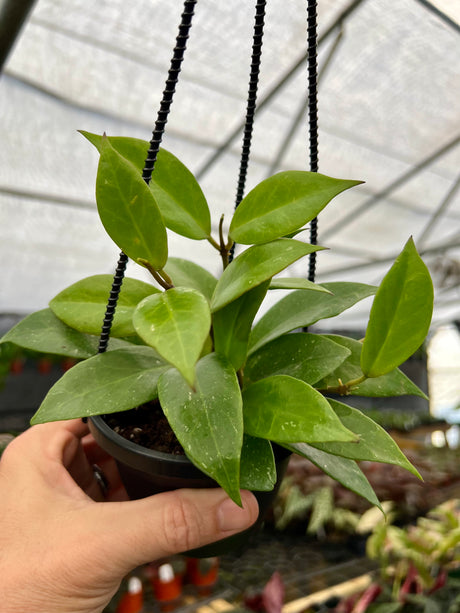 4” Hoya Sunrise hanging basket