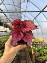 4" Begonia 'Inca Flame' - Canopy Plant Co.