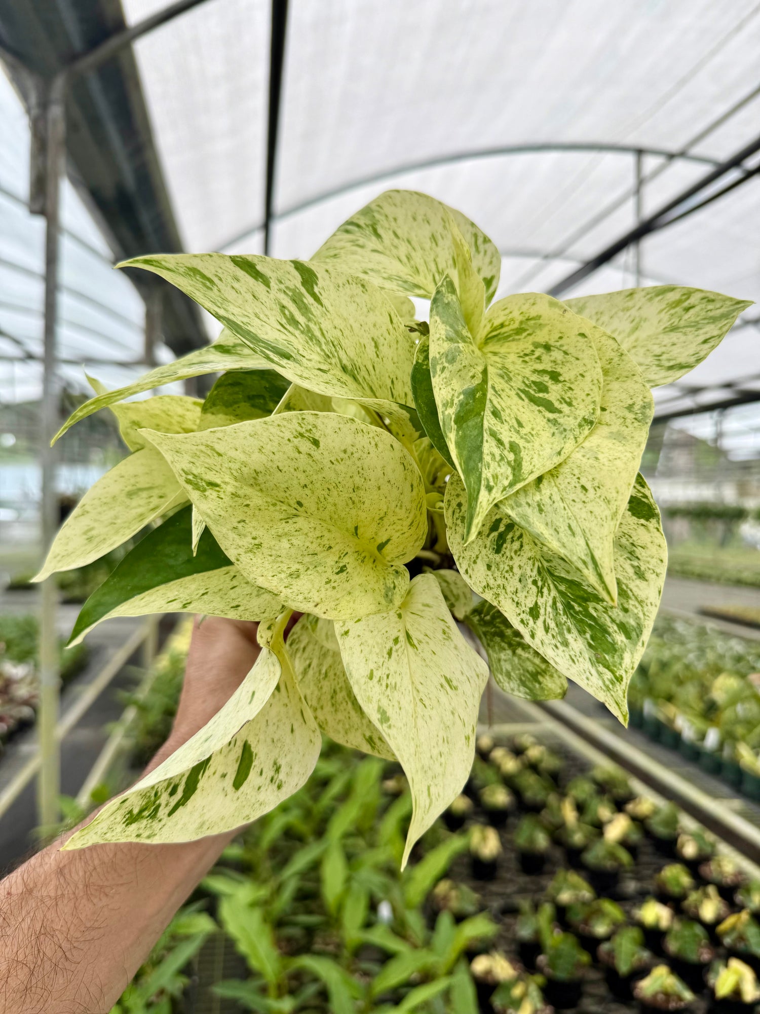 pothos with white leaves 4" Pothos ‘Snow Queen’