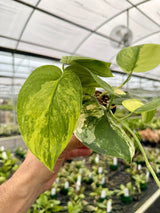 4" Scindapsus 'Jade Satin' variegated (aurea)