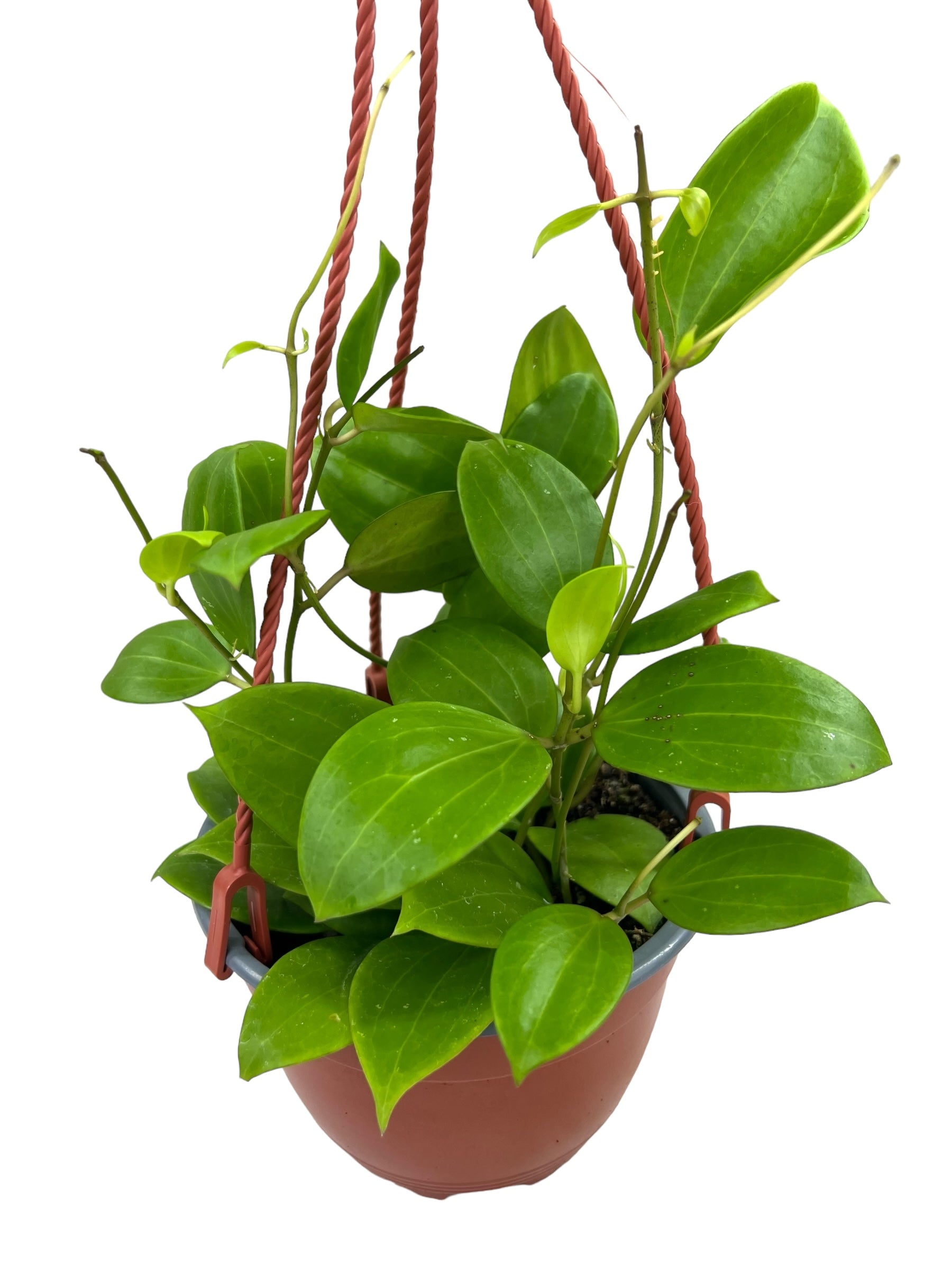 Products – Page 26 – Canopy Plant Co.