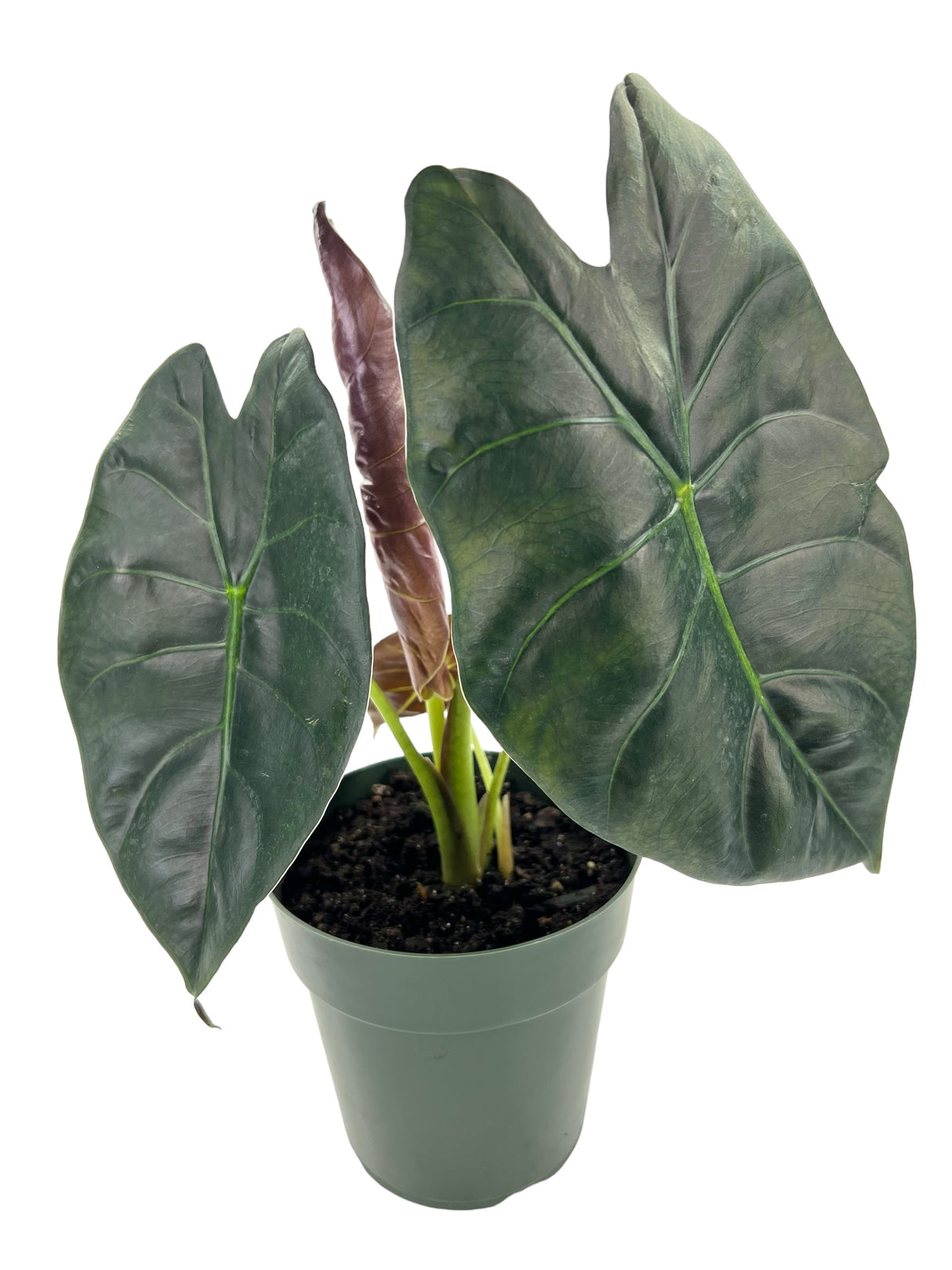 6" Alocasia Golden Bone