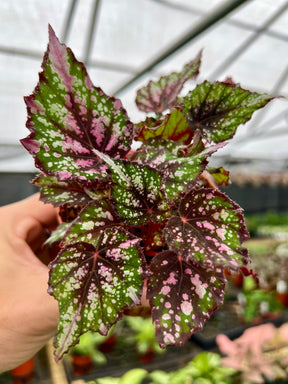 4" Begonia African Jungle - Canopy Plant Co.