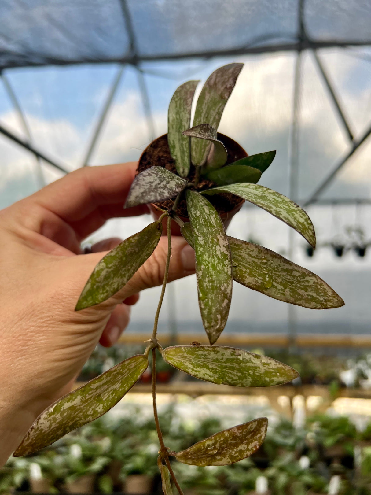 2" Hoya sigillatis