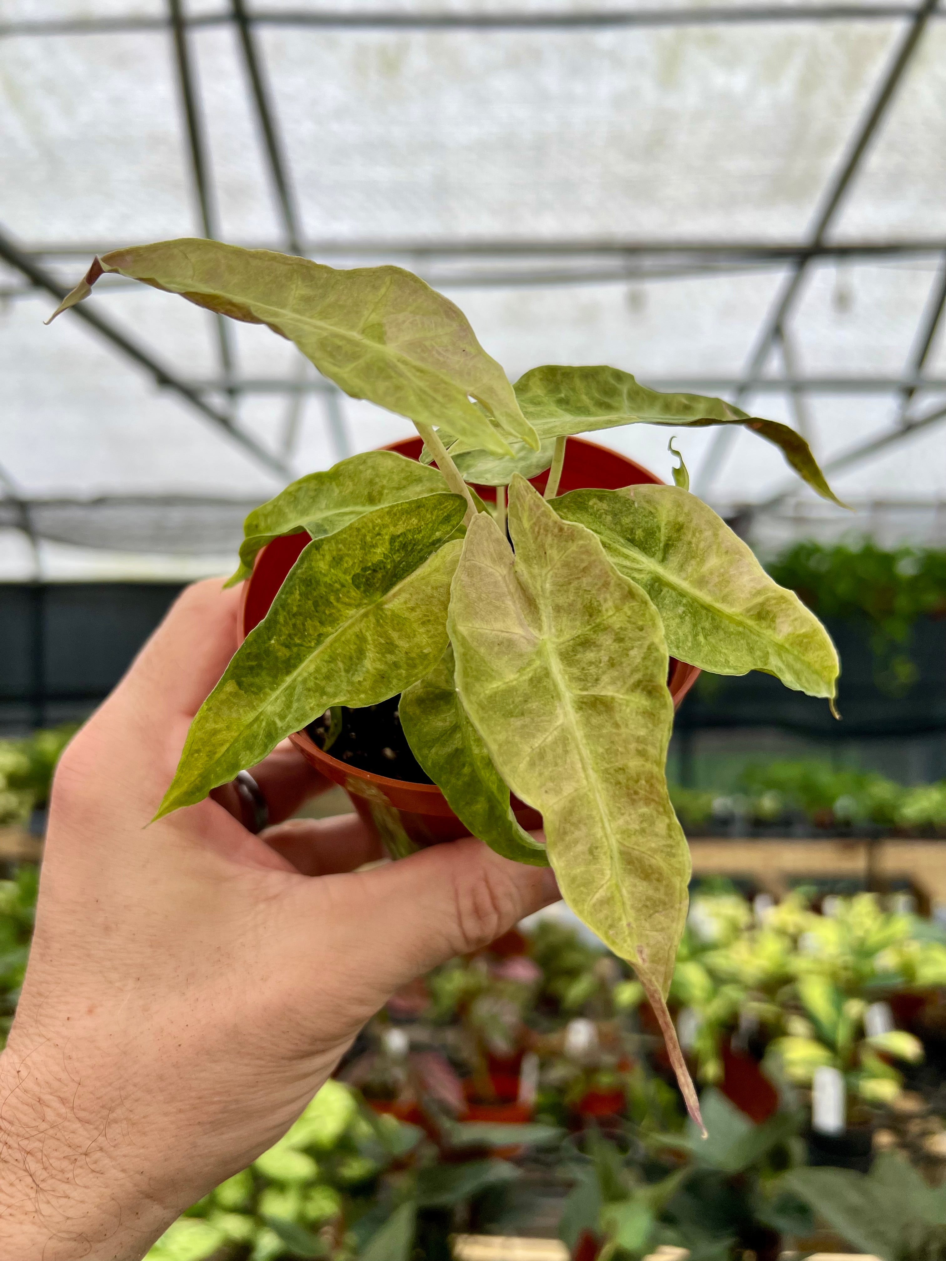 アロカシアポリー斑入り　alocasia polly variegated 斑入りのアロカシア・ポリー : r/alocasia