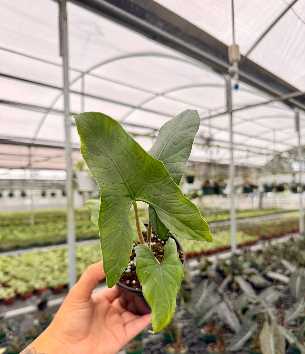 4" Alocasia sp. Berau