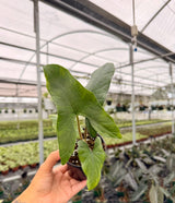 4" Alocasia sp. Berau