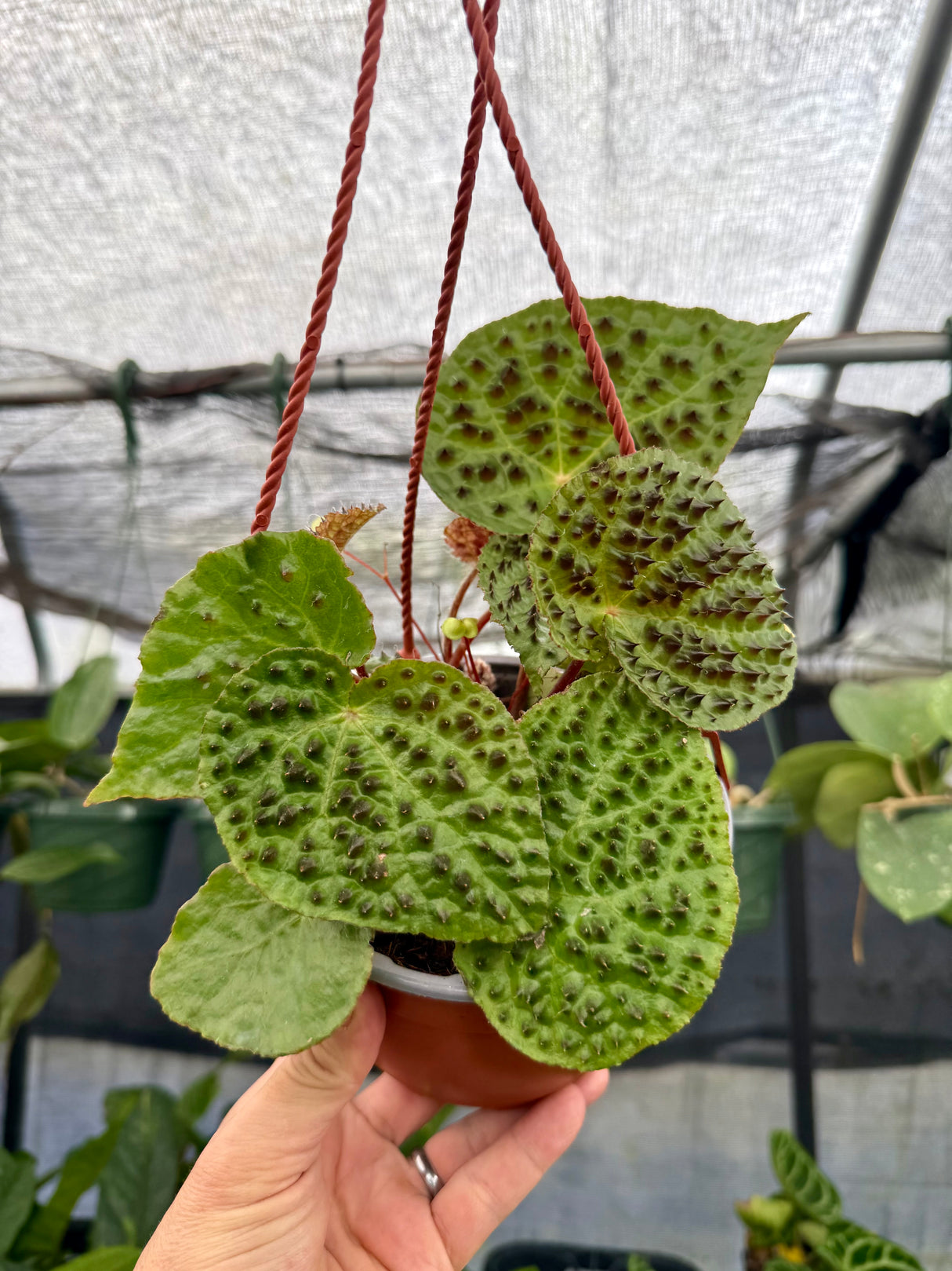 6" Begonia ferox hanging basket
