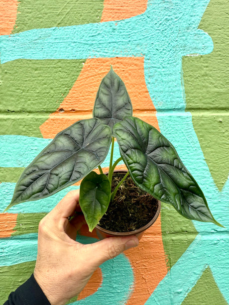 4" Alocasia 'Dragon Scale'