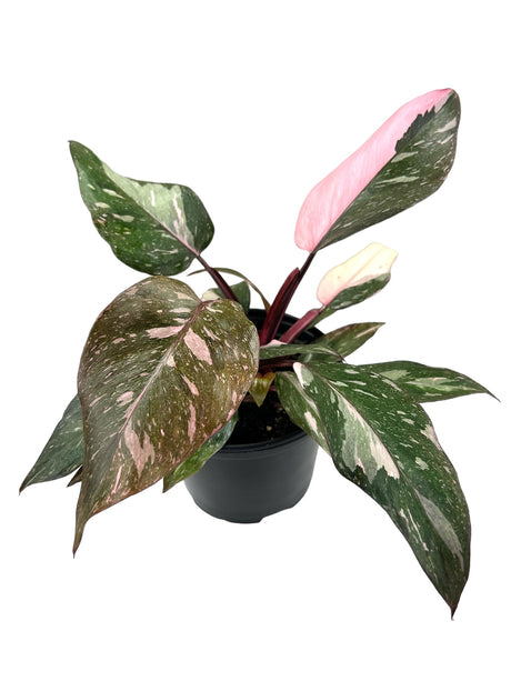 6” Philodendron Pink Princess (Marble) - Canopy Plant Co.