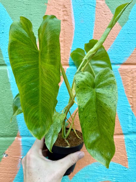 4" Philodendron 'Paraiso Verde'