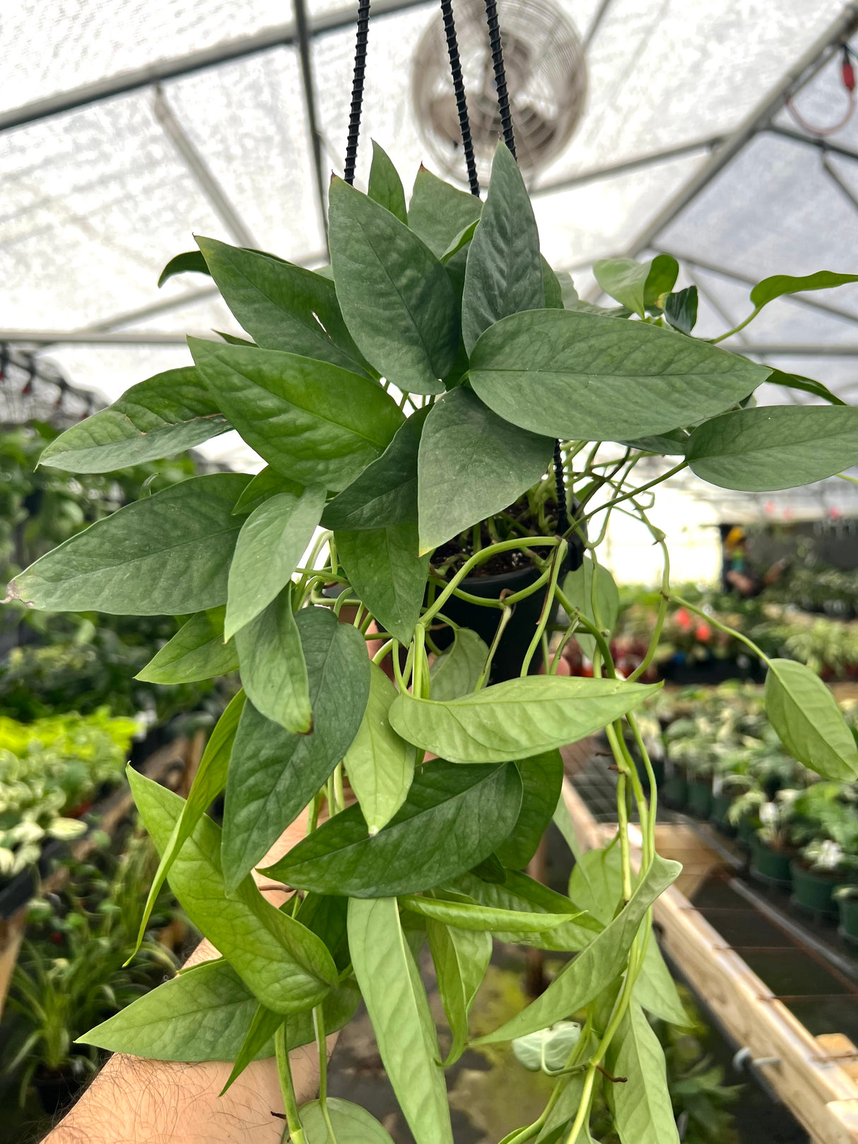 4” Pothos Cebu Blue hanging basket