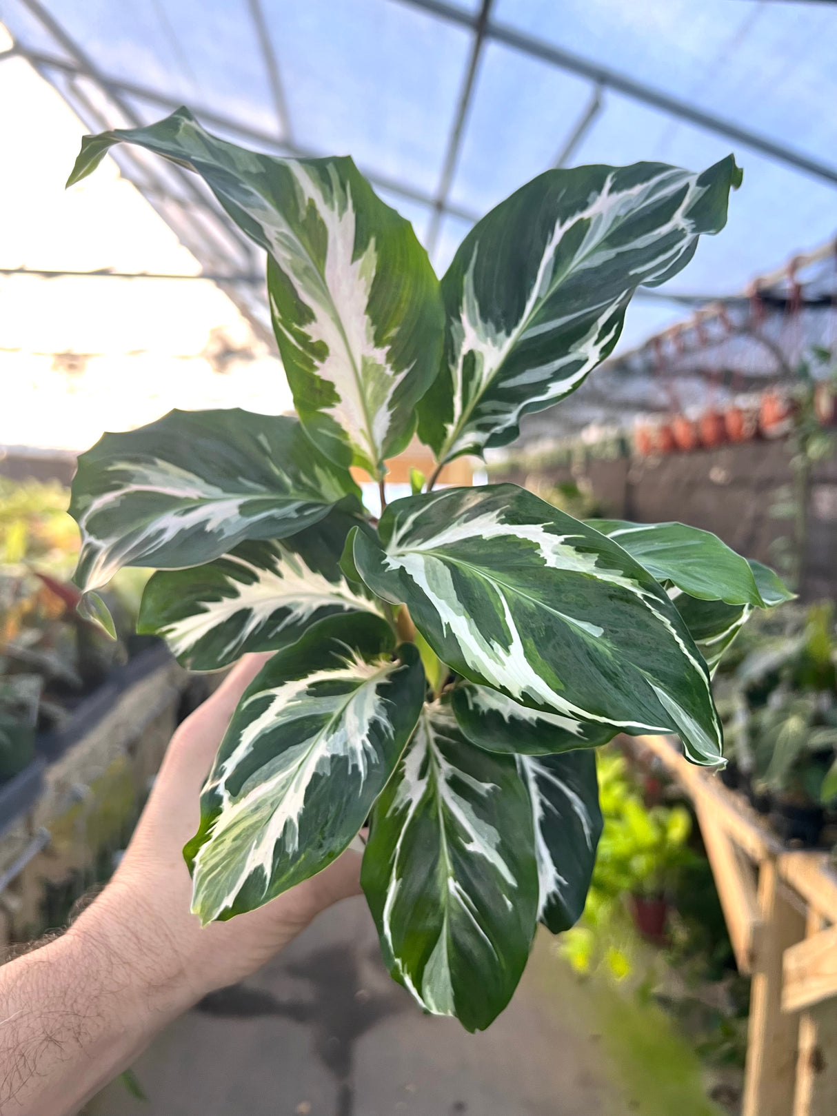 4" Calathea Stella