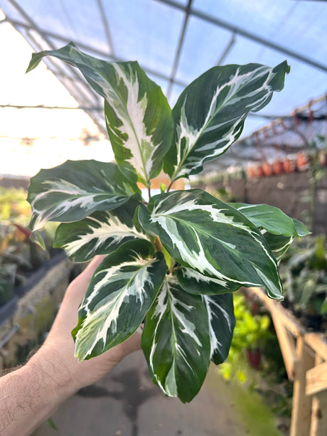 4" Calathea Stella