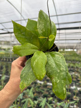4” Hoya 'Chicken Farm' - Canopy Plant Co.