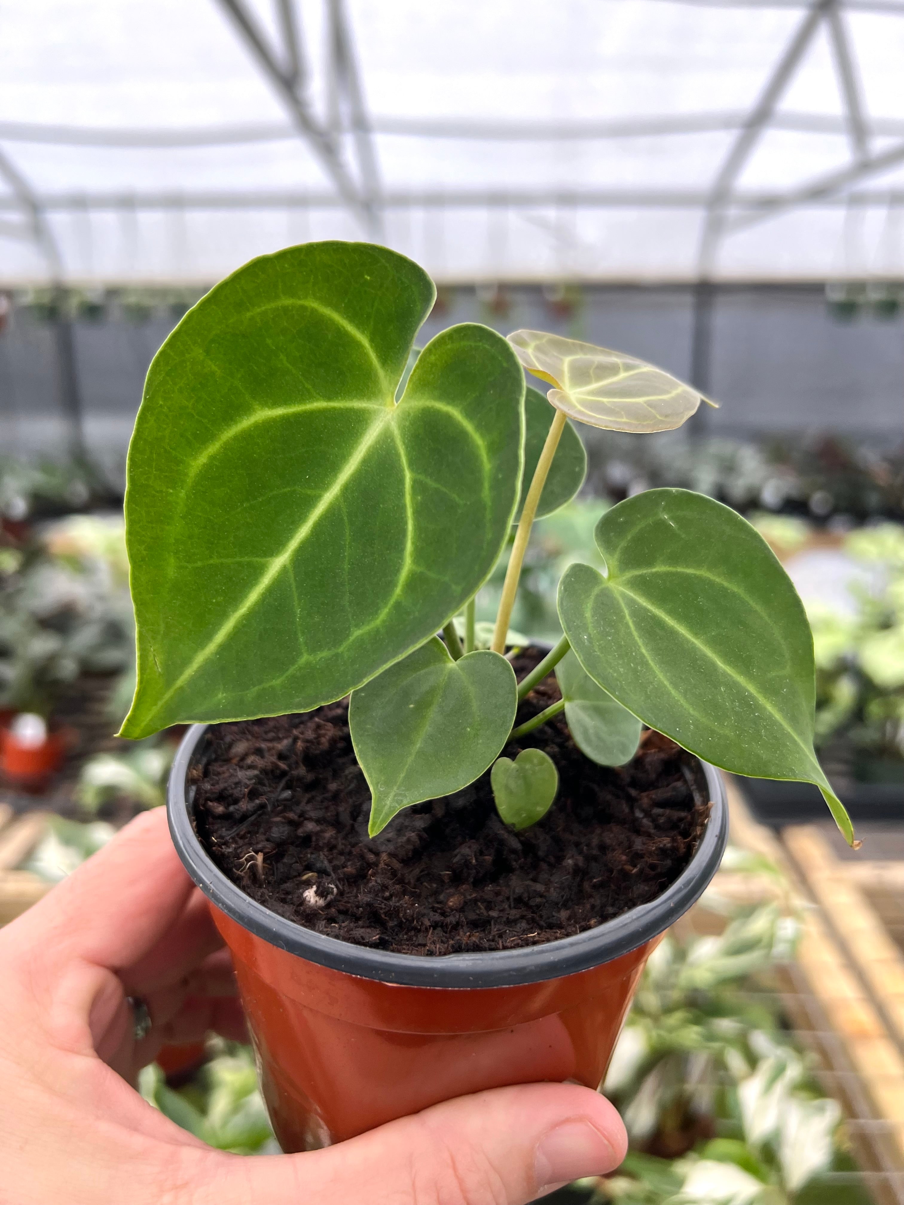 Anthurium store clarinervium