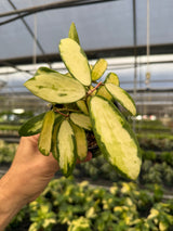 4" Hoya acuta inner variegated - Canopy Plant Co.