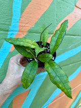 4" Hoya finlaysonii