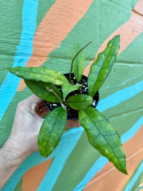4" Hoya finlaysonii