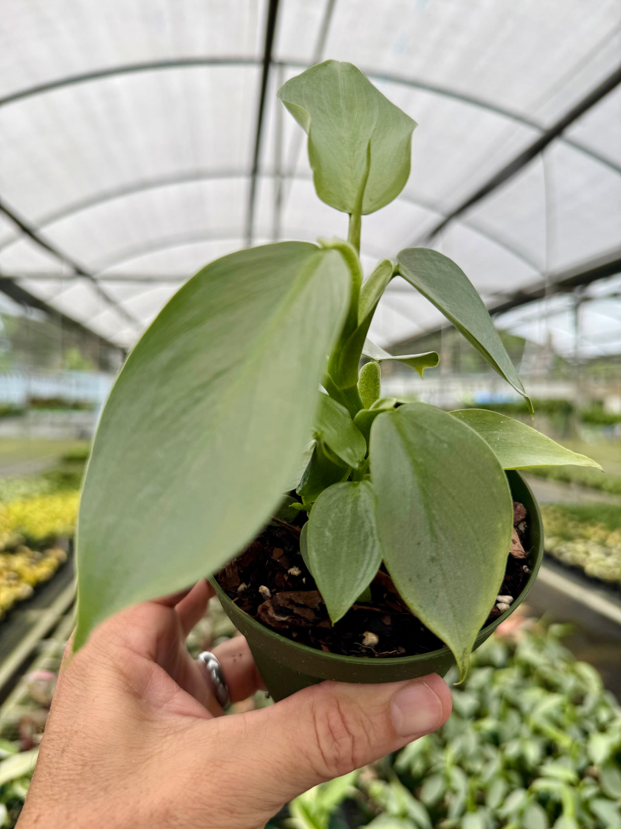 4" Philodendron ‘Silver Sword’