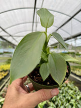4" Philodendron ‘Silver Sword’