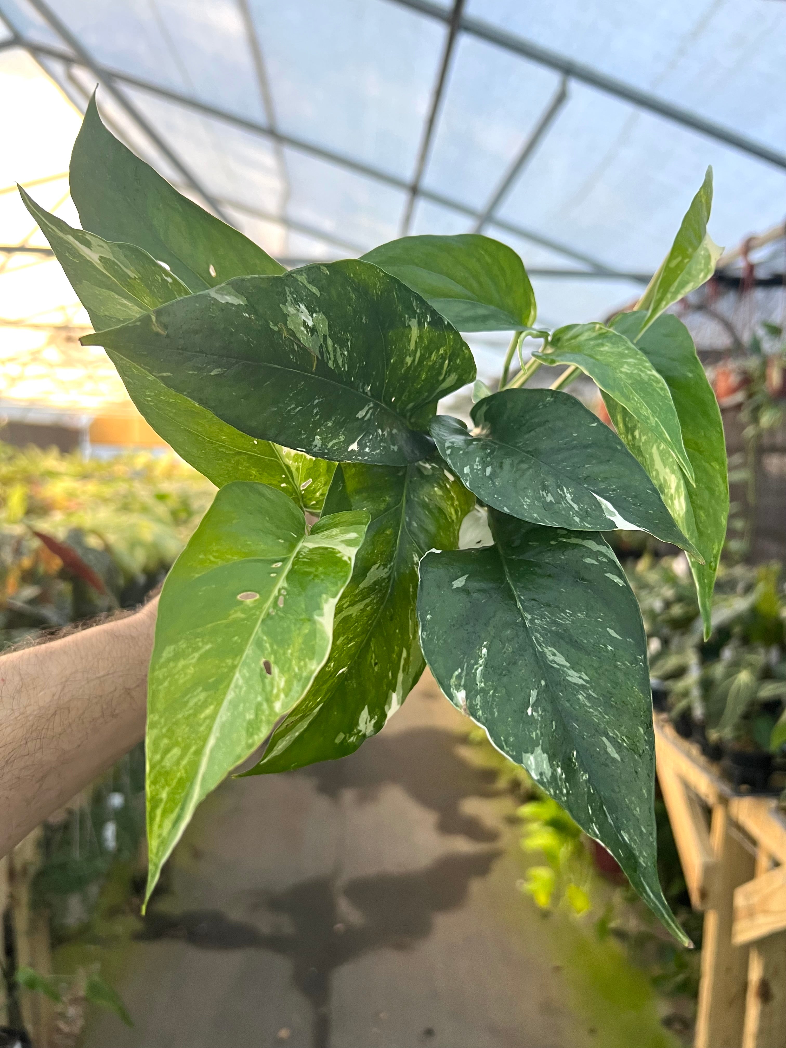 Variegated Epipremnum store Pinnatum