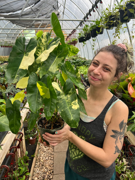 6" Philodendron Burle Marx variegated