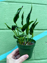 4" Pothos ‘Shangri-La’ - Canopy Plant Co.