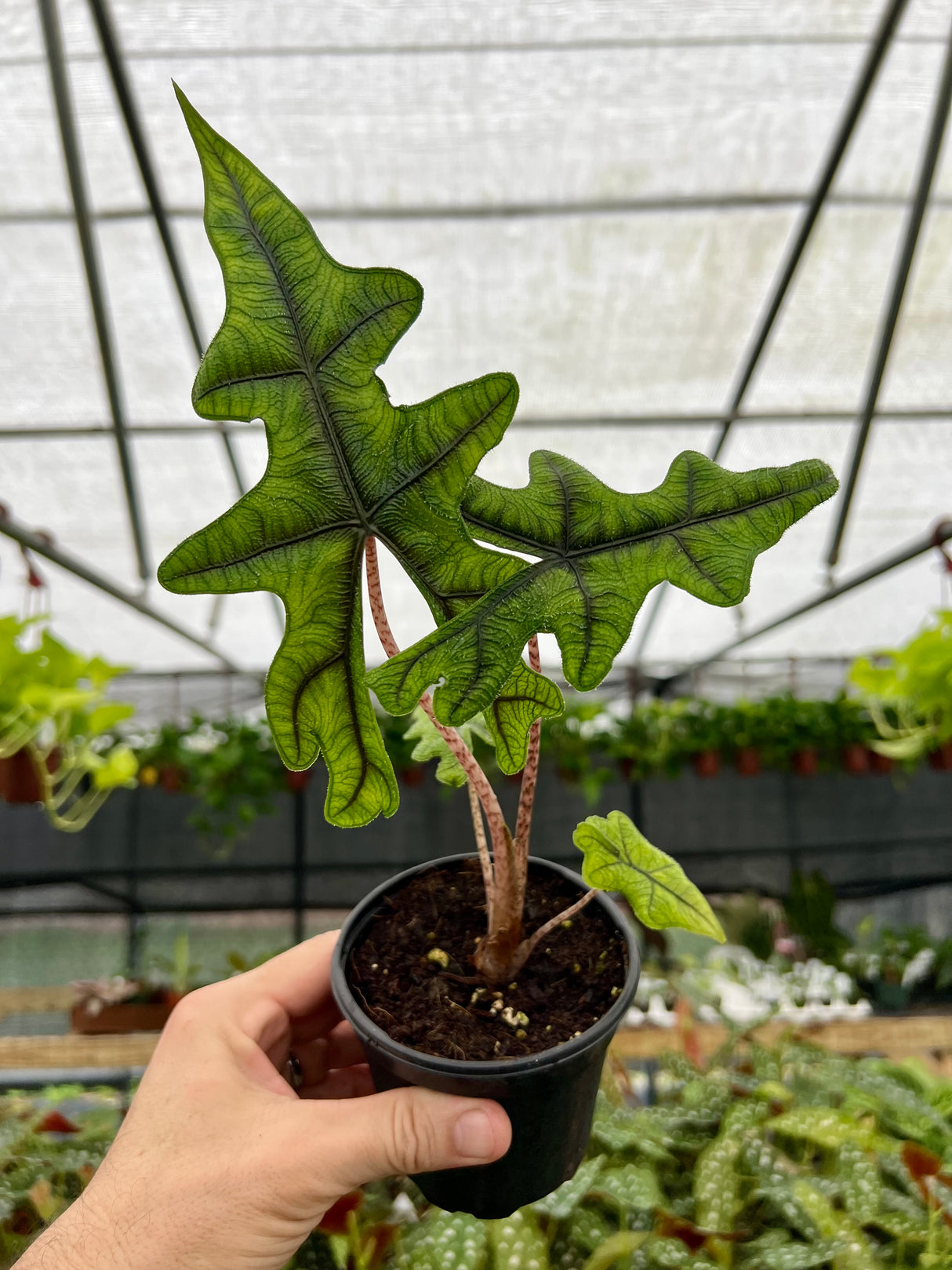 4” Alocasia Jacklyn