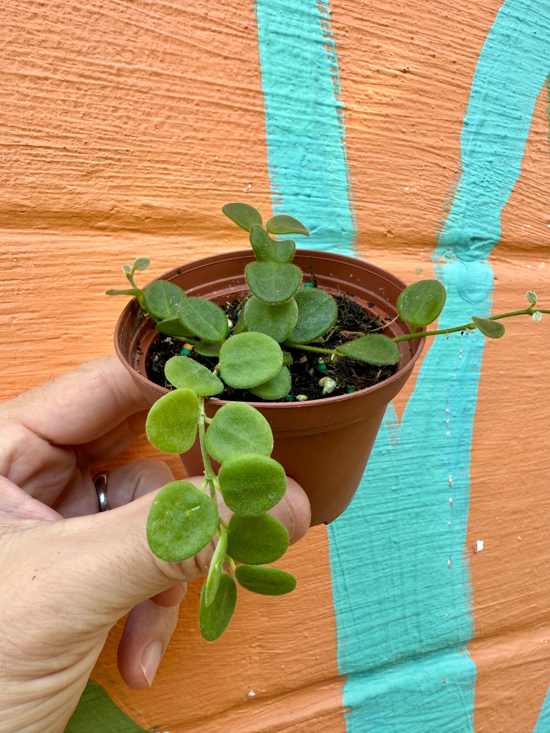 Hoya serpens