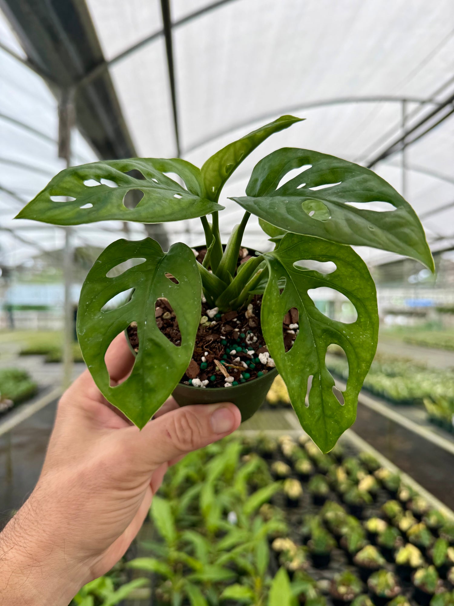 monstera narrow leaf adansonii Rare Monstera Adansonii 'Swiss Cheese'