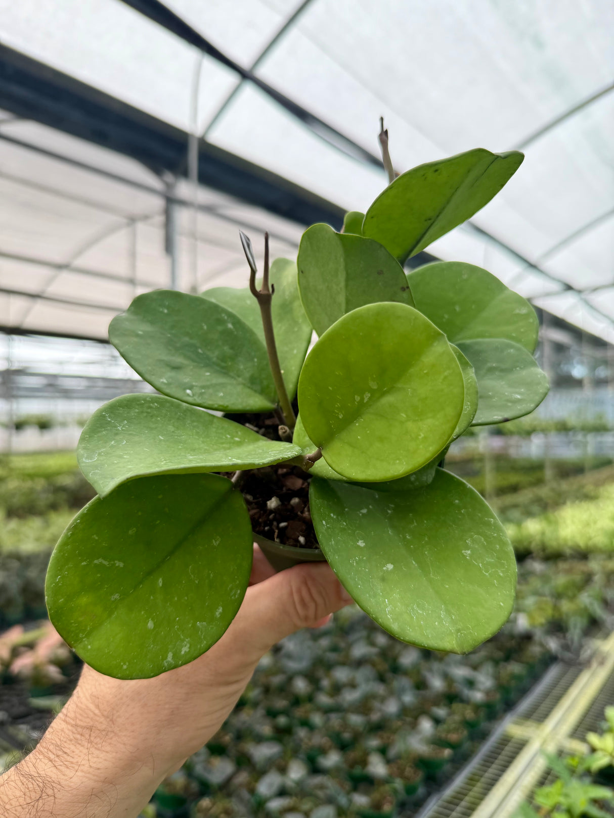 4” Hoya obovata