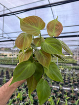 4" Philodendron camposportoanum